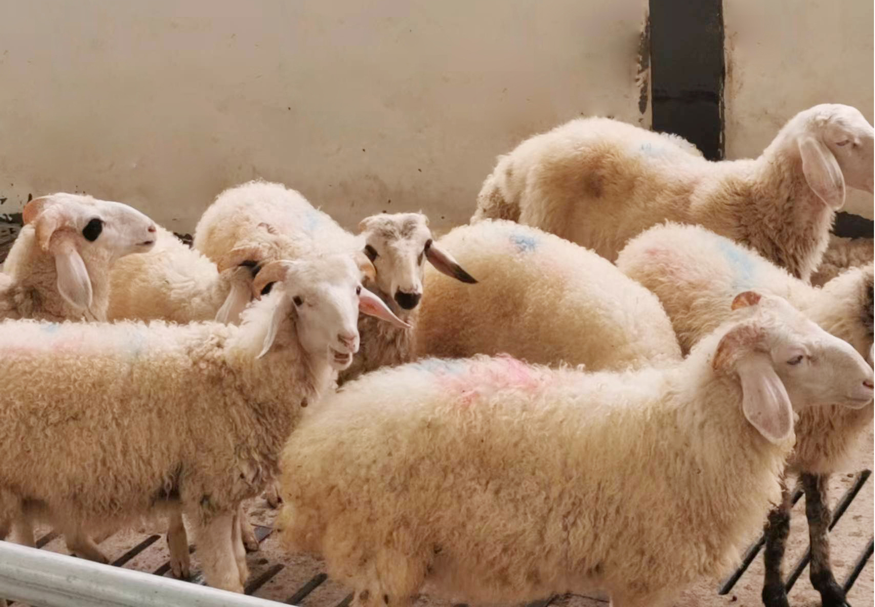 肉羊養殖、養殖產業、肉羊飼料、飼料